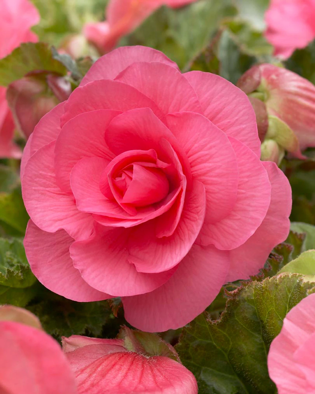 Begonia Non Stop Pink (5-6cm Tubers) Begoniacea 3 Begonia Non Stop Pink (5-6cm Tubers) Begoniacea