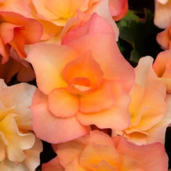 Begonia Patio Joy Apricot (Solenia) Begoniaceae Patio Joy 'Apricot' -Plant Flower Store Begonia Patio Joy Apricot Solenia 0014316 2 48165.1671008032