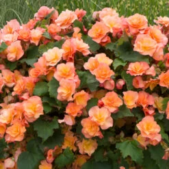 Begonia Patio Joy Apricot (Solenia) Begoniaceae Patio Joy 'Apricot' -Plant Flower Store Begonia Patio Joy Apricot Solenia 0014316 4 58826.1671008032
