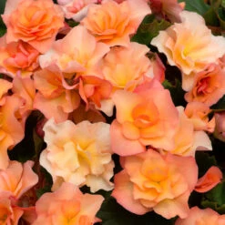 Begonia Patio Joy Apricot (Solenia) Begoniaceae Patio Joy 'Apricot' -Plant Flower Store Begonia Patio Joy Apricot Solenia 0014316 5 48244.1671008032