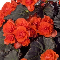 Begonia Patio Joy Orange (Solenia) Begoniaceae Patio Joy 'Orange' -Plant Flower Store Begonia Patio Joy Orange Solenia 0014317 2 14978.1671008195