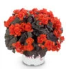 Begonia Patio Joy Orange (Solenia) Begoniaceae Patio Joy 'Orange' 2 Begonia Patio Joy Orange (Solenia) Begoniaceae Patio Joy 'Orange' -Plant Flower Store Begonia Patio Joy Orange Solenia 0014317 12583.1671008195
