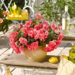 Begonia Patio Joy Pink (Solenia) Begoniaceae Patio Joy 'Pink' -Plant Flower Store Begonia Patio Joy Pink Solenia 0014318 3 80469.1671008554