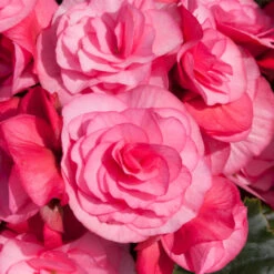 Begonia Patio Joy Pink (Solenia) Begoniaceae Patio Joy 'Pink' -Plant Flower Store Begonia Patio Joy Pink Solenia 0014318 5 09573.1671008553