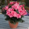 Begonia Patio Joy Pink (Solenia) Begoniaceae Patio Joy 'Pink' 1 Begonia Patio Joy Pink (Solenia) Begoniaceae Patio Joy 'Pink' -Plant Flower Store Begonia Patio Joy Pink Solenia 0014318 57413.1671008553