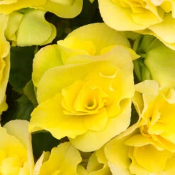 Begonia Patio Joy Yellow (Solenia) Begoniaceae Patio Joy 'Yellow' 8 Begonia Patio Joy Yellow (Solenia) Begoniaceae Patio Joy 'Yellow' -Plant Flower Store Begonia Patio Joy Yellow Solenia 0014320 2 37738.1671008672