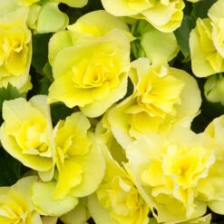 Begonia Patio Joy Yellow (Solenia) Begoniaceae Patio Joy 'Yellow' 7 Begonia Patio Joy Yellow (Solenia) Begoniaceae Patio Joy 'Yellow' -Plant Flower Store Begonia Patio Joy Yellow Solenia 0014320 3 01848.1671008671