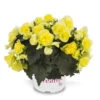 Begonia Patio Joy Yellow (Solenia) Begoniaceae Patio Joy 'Yellow' 2 Begonia Patio Joy Yellow (Solenia) Begoniaceae Patio Joy 'Yellow' -Plant Flower Store Begonia Patio Joy Yellow Solenia 0014320 35219.1671008672