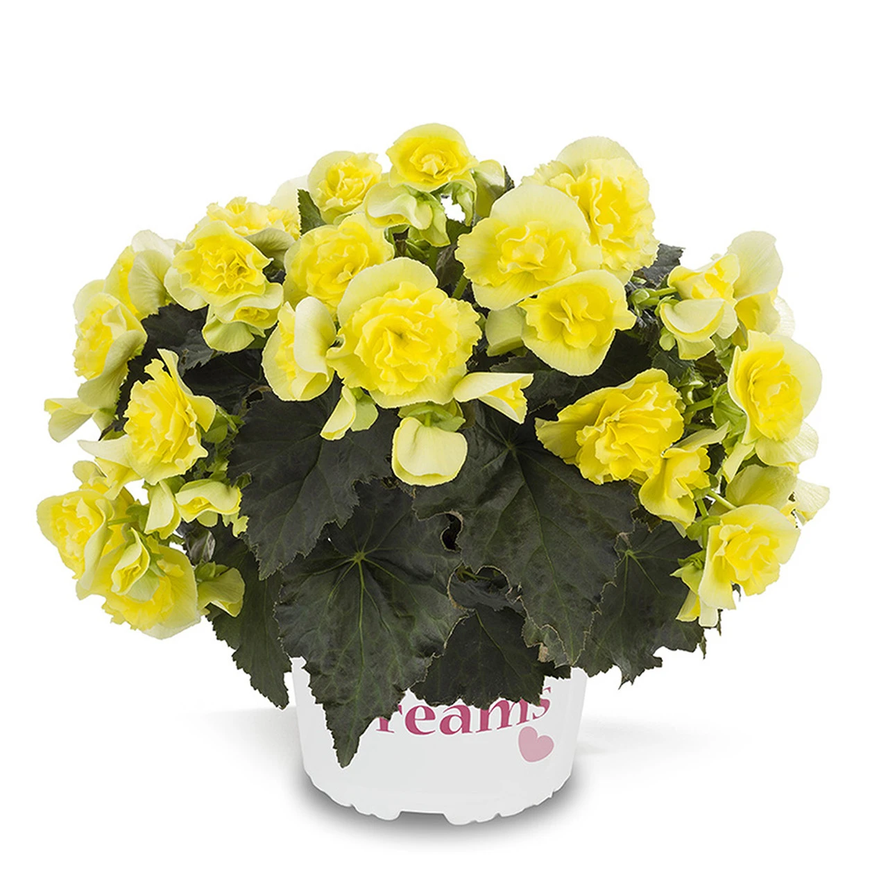 Begonia Patio Joy Yellow (Solenia) Begoniaceae Patio Joy 'Yellow' 3 Begonia Patio Joy Yellow (Solenia) Begoniaceae Patio Joy 'Yellow'