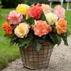 Begonia Samba Mixed -Plant Flower Store Begonia Samba Mixed 0009735 2 05962.1625481840