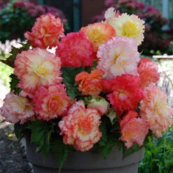 Begonia Samba Mixed -Plant Flower Store Begonia Samba Mixed 0009735 3 91568.1625481840