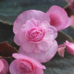 Begonia Semperflorens Doublet Rose Pink -Plant Flower Store Begonia Semperflorens Doublet Pink 0010688 2 23953.1625569670