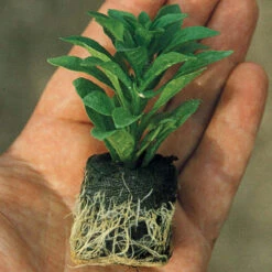 Begonia Semperflorens Doublet Rose Pink -Plant Flower Store Begonia Semperflorens Doublet Pink 0010688 3 02573.1625569670