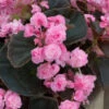 Begonia Semperflorens Doublet Rose Pink -Plant Flower Store Begonia Semperflorens Doublet Pink 0010688 67189.1625569670