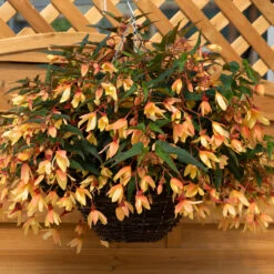 Begonia Starshine Calypso Begoniaceae Starshine 'Calypso' 11 Begonia Starshine Calypso Begoniaceae Starshine 'Calypso' -Plant Flower Store Begonia Starshine Calypso 0014314 2 96041.1671006594