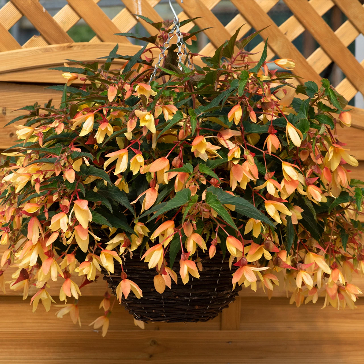 Begonia Starshine Calypso Begoniaceae Starshine 'Calypso' 6 Begonia Starshine Calypso Begoniaceae Starshine 'Calypso' - Image 4