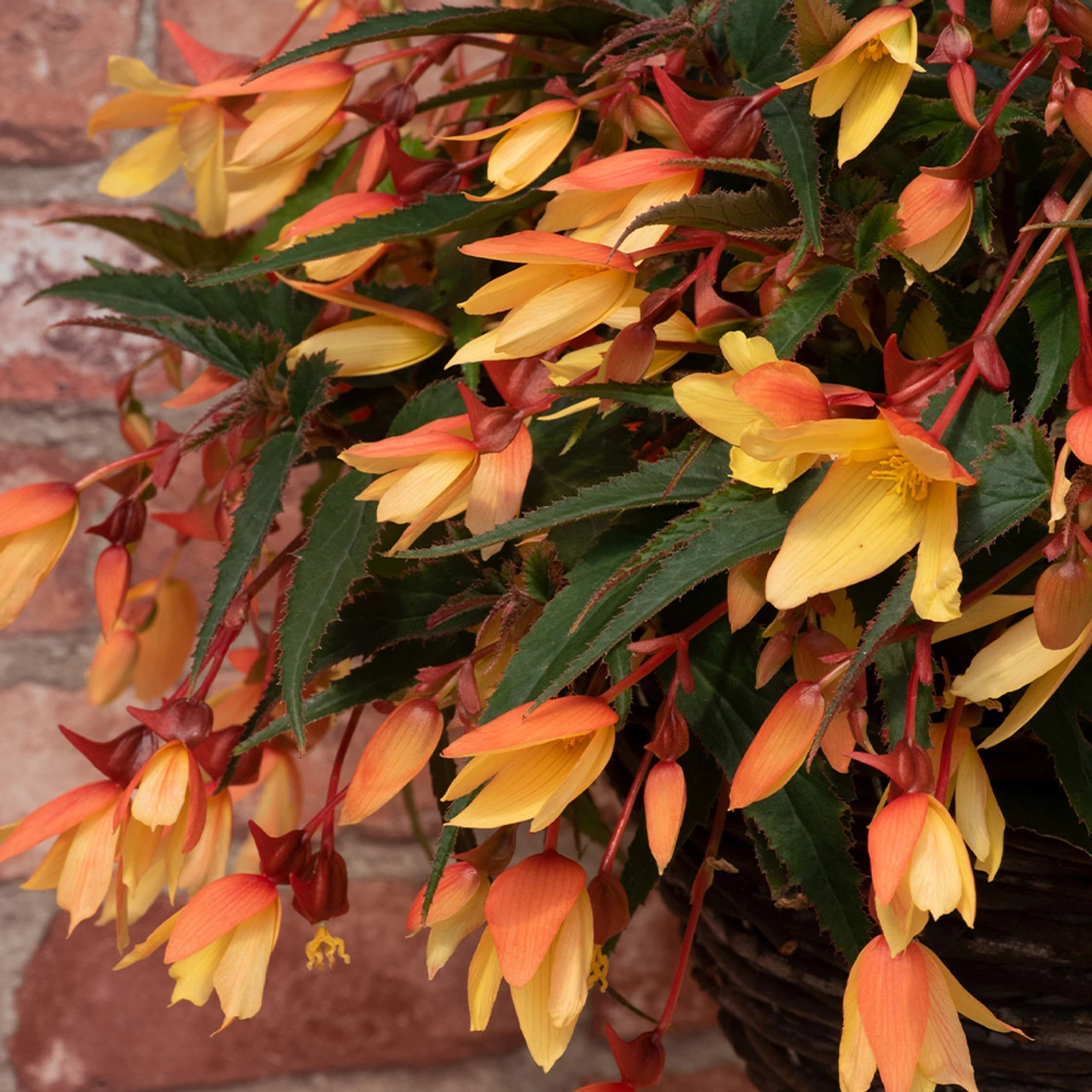 Begonia Starshine Calypso Begoniaceae Starshine 'Calypso' 5 Begonia Starshine Calypso Begoniaceae Starshine 'Calypso' - Image 3