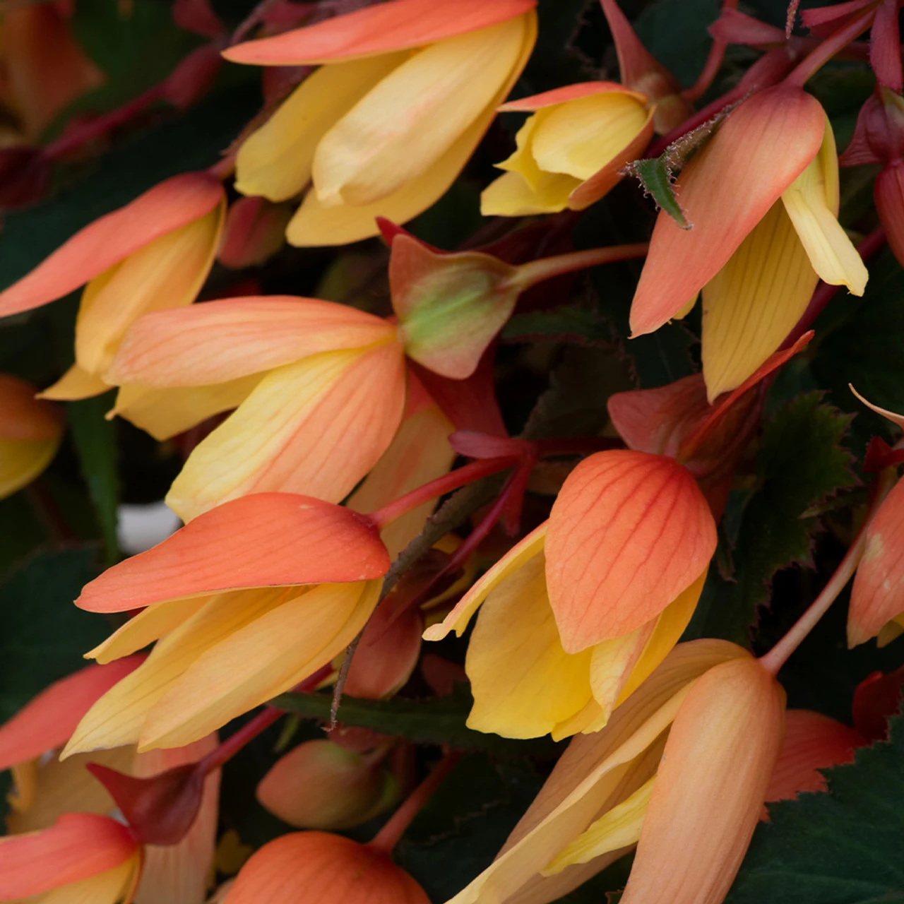 Begonia Starshine Calypso Begoniaceae Starshine 'Calypso' 7 Begonia Starshine Calypso Begoniaceae Starshine 'Calypso' - Image 5