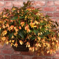 Begonia Starshine Calypso Begoniaceae Starshine 'Calypso' 9 Begonia Starshine Calypso Begoniaceae Starshine 'Calypso' -Plant Flower Store Begonia Starshine Calypso 0014314 5 16781.1671006594