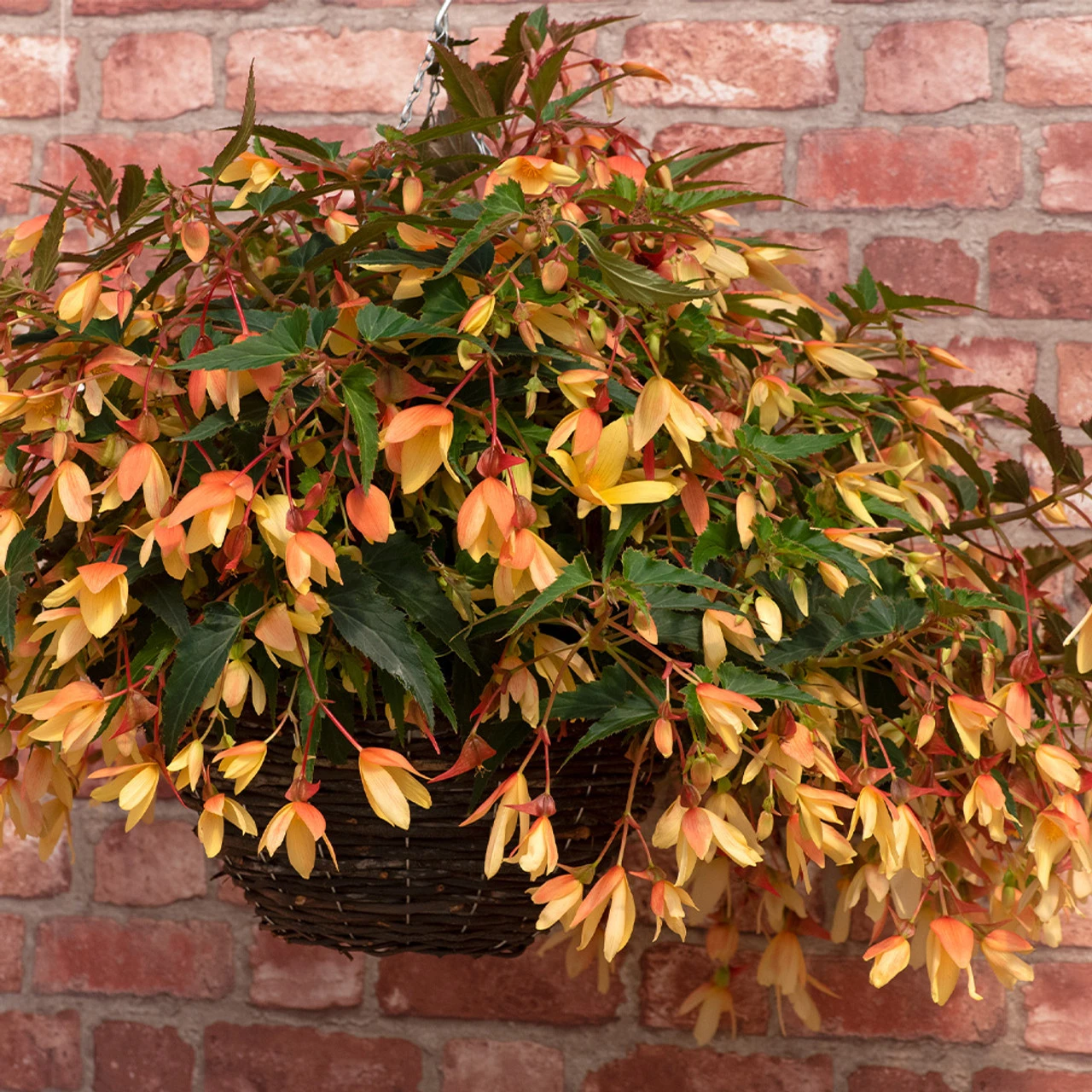 Begonia Starshine Calypso Begoniaceae Starshine 'Calypso' 4 Begonia Starshine Calypso Begoniaceae Starshine 'Calypso' - Image 2