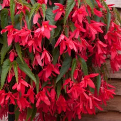 Begonia Starshine Pink Begoniaceae Starshine 'Calypso' -Plant Flower Store Begonia Starshine Pink 0014315 4 78462.1671454281