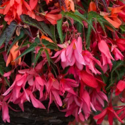 Begonia Starshine Pink Begoniaceae Starshine 'Calypso' -Plant Flower Store Begonia Starshine Pink 0014315 43542.1671454280