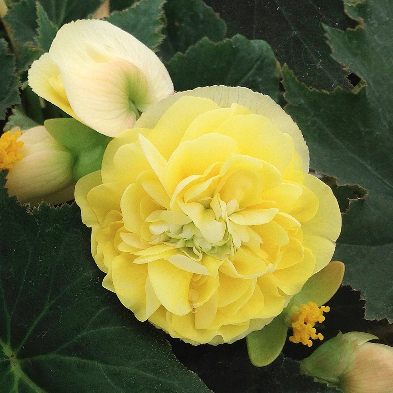 Begonia Sweet Spice Buttercream 4 Begonia Sweet Spice Buttercream - Image 2