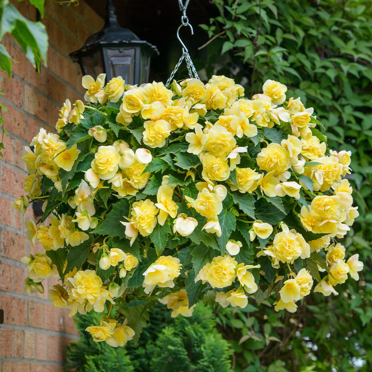 Begonia Sweet Spice Buttercream 3 Begonia Sweet Spice Buttercream