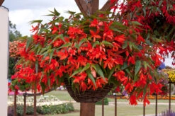 Begoinia Starshine Orange Begonia Boliviensis -Plant Flower Store Begonia starshine orange 0013326 1 97187.1638355795