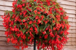 Begoinia Starshine Orange Begonia Boliviensis -Plant Flower Store Begonia starshine orange 0013326 2 33949.1638355795