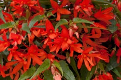 Begoinia Starshine Orange Begonia Boliviensis -Plant Flower Store Begonia starshine orange 0013326 3 92334.1638355795