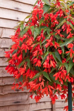 Begoinia Starshine Orange Begonia Boliviensis -Plant Flower Store Begonia starshine orange 0013326 4 25255.1638355795