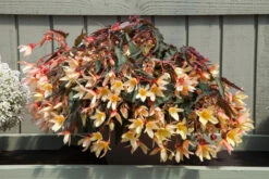 Begonia Starshine Yellow Begonia Boliviensis -Plant Flower Store Begonia starshine yellow 0013325 2 35372.1623342970