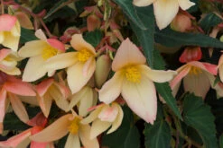 Begonia Starshine Yellow Begonia Boliviensis -Plant Flower Store Begonia starshine yellow 0013325 3 43194.1623342972