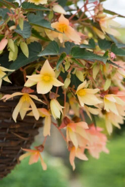 Begonia Starshine Yellow Begonia Boliviensis -Plant Flower Store Begonia starshine yellow 0013325 4 61817.1623342972