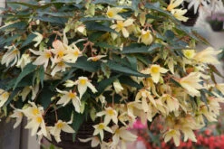 Begonia Starshine Yellow Begonia Boliviensis -Plant Flower Store Begonia starshine yellow 0013325 5 08446.1623342973