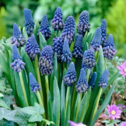 Bellevalia Collection -Plant Flower Store Bellevalia Collection 1022249 3 94480.1655211740