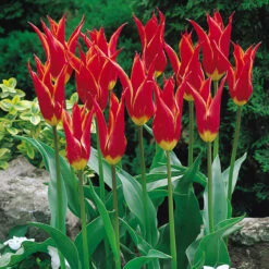 Tulip Bonfire Bouquet Collection -Plant Flower Store Bonfire Bouquet Collection 1022402 2 67159.1694692410