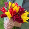 Tulip Bonfire Bouquet Collection -Plant Flower Store Bonfire Bouquet Collection 1022402 5 56229.1694692411