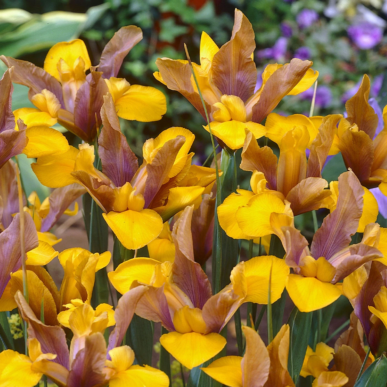 Iris Hollandia Bronze Perfection 7-8cm Iridaceae 4 Iris Hollandia Bronze Perfection 7-8cm Iridaceae - Image 2