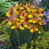 Iris Hollandia Bronze Perfection 7-8cm Iridaceae -Plant Flower Store Bronze Perfection 0005539 37542.1655280271