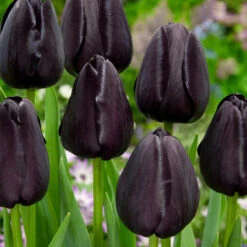 Burgundy Sun Bouquet Mix 10 Burgundy Sun Bouquet Mix -Plant Flower Store Burgundy Sun Bouquet Mix 0014728 3 12207.1687942850