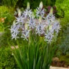 Camassia Cusickii 12cm+ -Plant Flower Store Camassia Cusickii 0000479 2 78073.1639995038