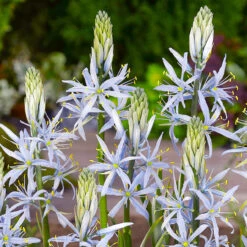 Camassia Cusickii 12cm+ -Plant Flower Store Camassia Cusickii 0000479 3 09312.1655211904