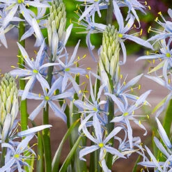 Camassia Cusickii 12cm+ -Plant Flower Store Camassia Cusickii 0000479 4 50088.1655211905
