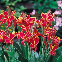 Canna Lucifer Canna Lily -Plant Flower Store Canna Dwarf Lucifer 0002197 2 21670.1641571365