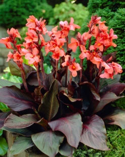 Canna Angelique Canna Lily
