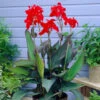 Canna Black Knight Canna Lily -Plant Flower Store Canna Black Knight 0002189 44693.1631094907