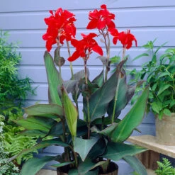Canna Black Knight Canna Lily