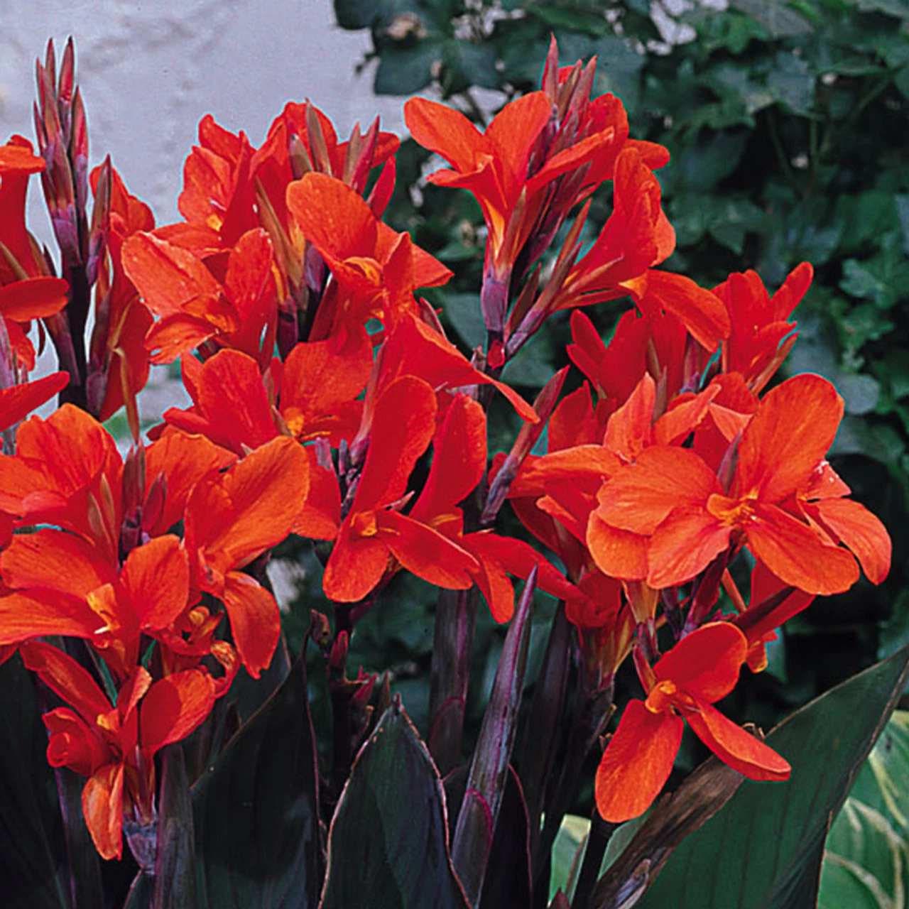 Canna Delibab Canna Lily 4 Canna Delibab Canna Lily - Image 2